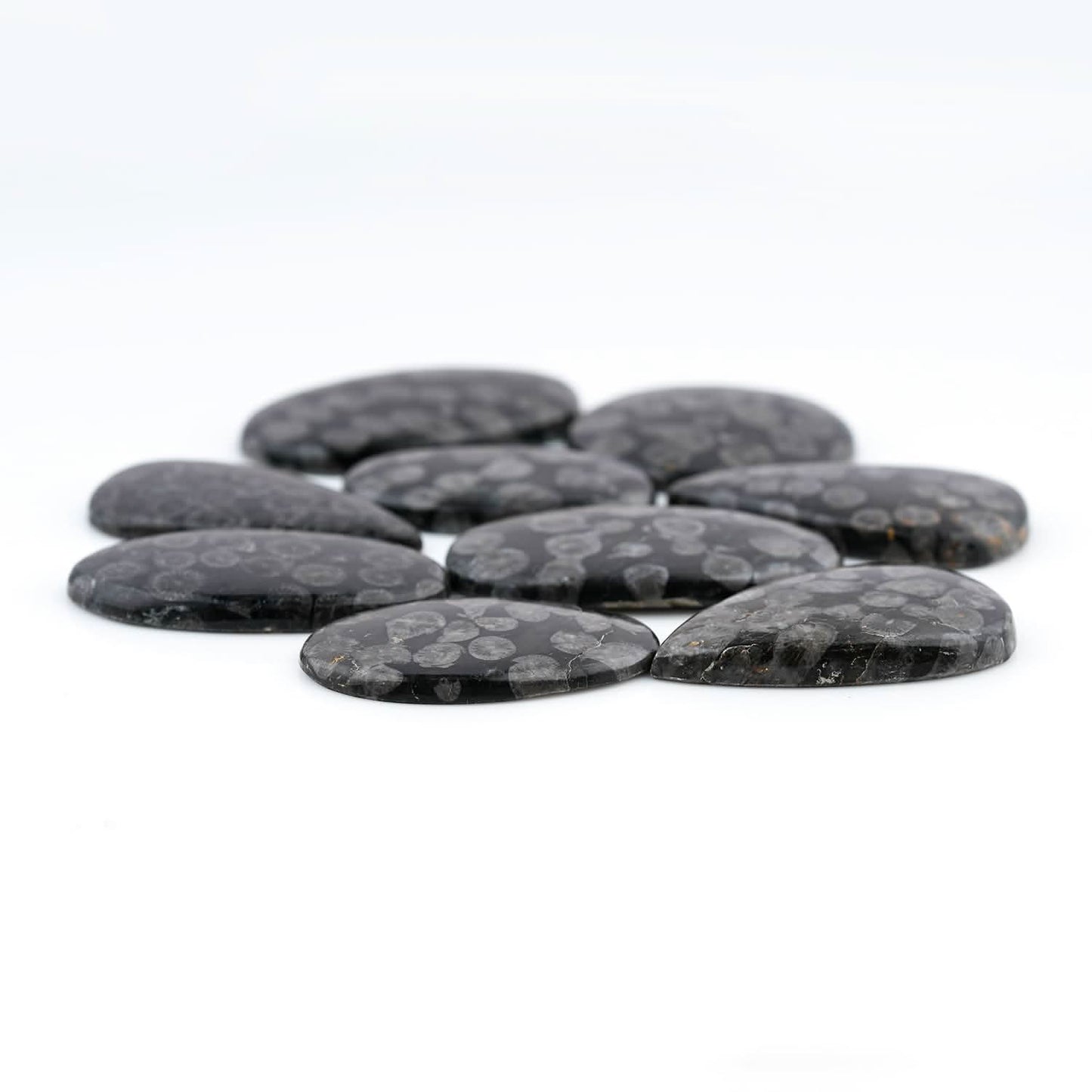 Black Fossil Coral cabochons