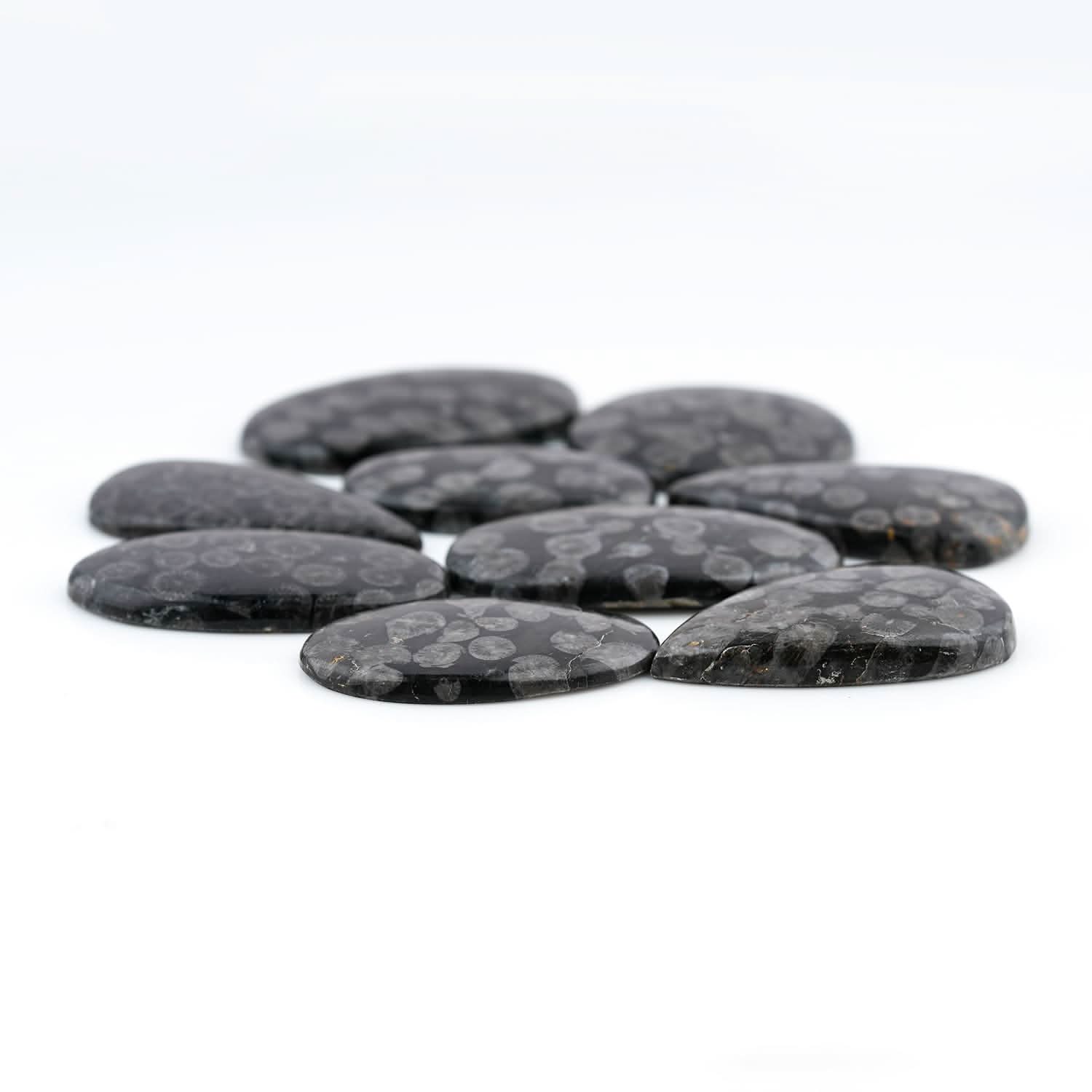 Black Fossil Coral cabochons