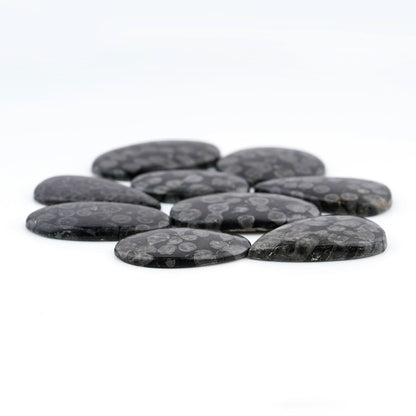 Black Fossil Coral cabochons