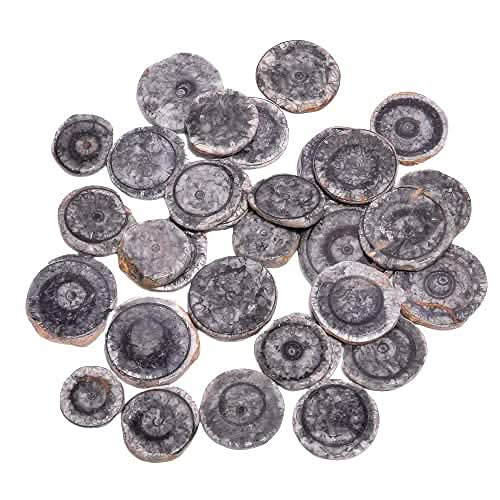 3 TO 4pcs Natural Horn Black Coral Round Slices Gemstone Wholesale Cabochons Lot, Jewelry Making Loose Gemstone, Polished Home Decor Specimen, DIY, Wire Wrapping, Healing Crystals