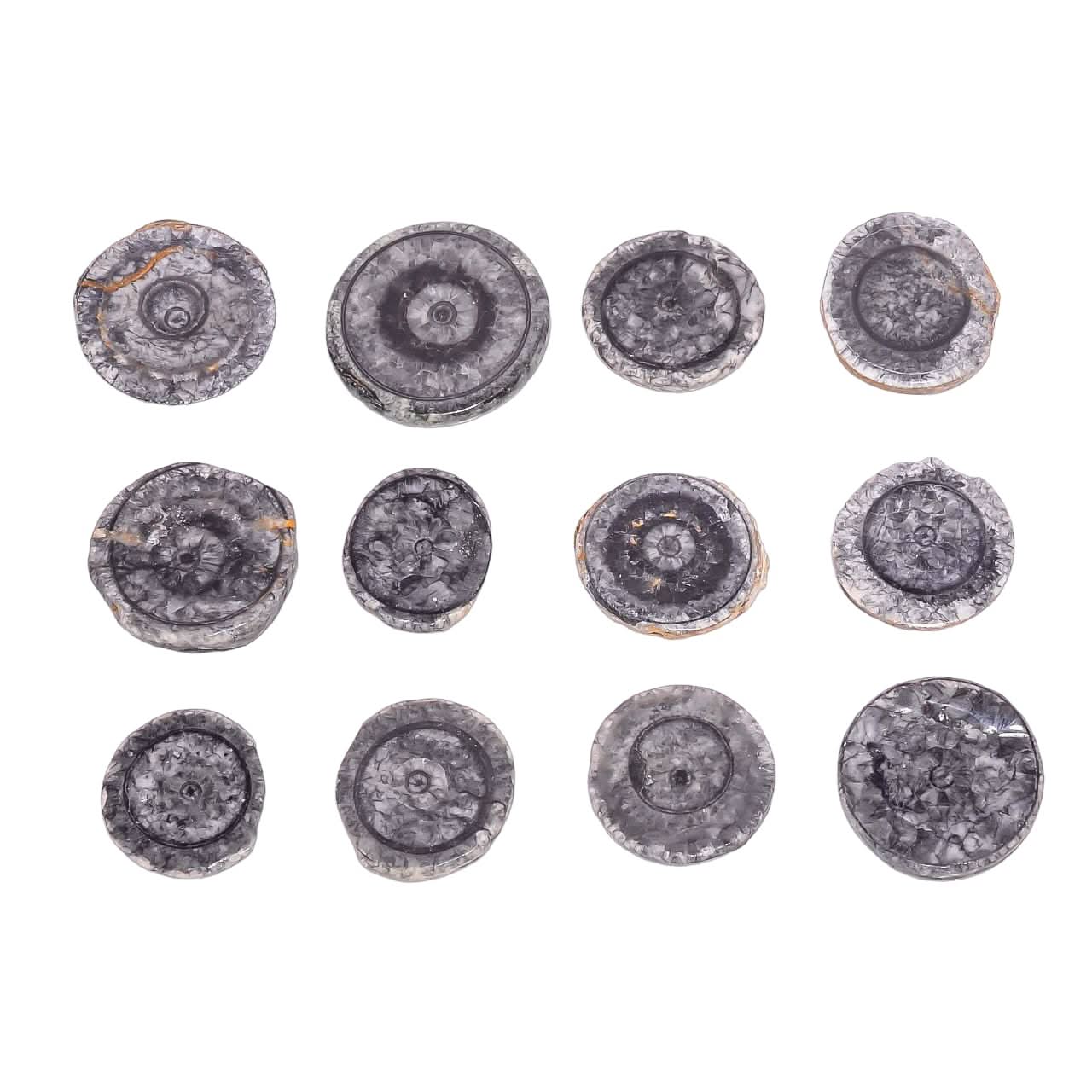 3 TO 4pcs Natural Horn Black Coral Round Slices Gemstone Wholesale Cabochons Lot, Jewelry Making Loose Gemstone, Polished Home Decor Specimen, DIY, Wire Wrapping, Healing Crystals