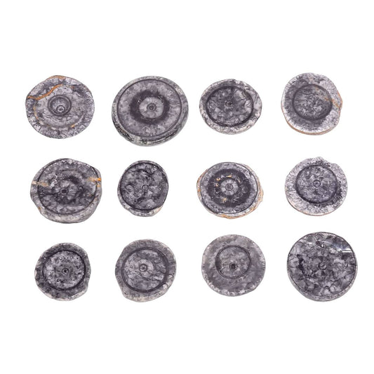 3 TO 4pcs Natural Horn Black Coral Round Slices Gemstone Wholesale Cabochons Lot, Jewelry Making Loose Gemstone, Polished Home Decor Specimen, DIY, Wire Wrapping, Healing Crystals
