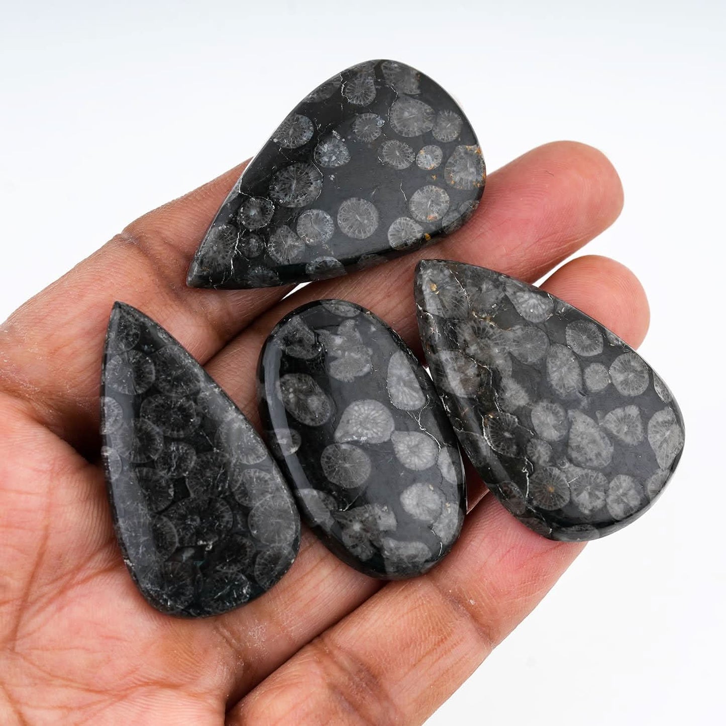 fossil coral gemstone