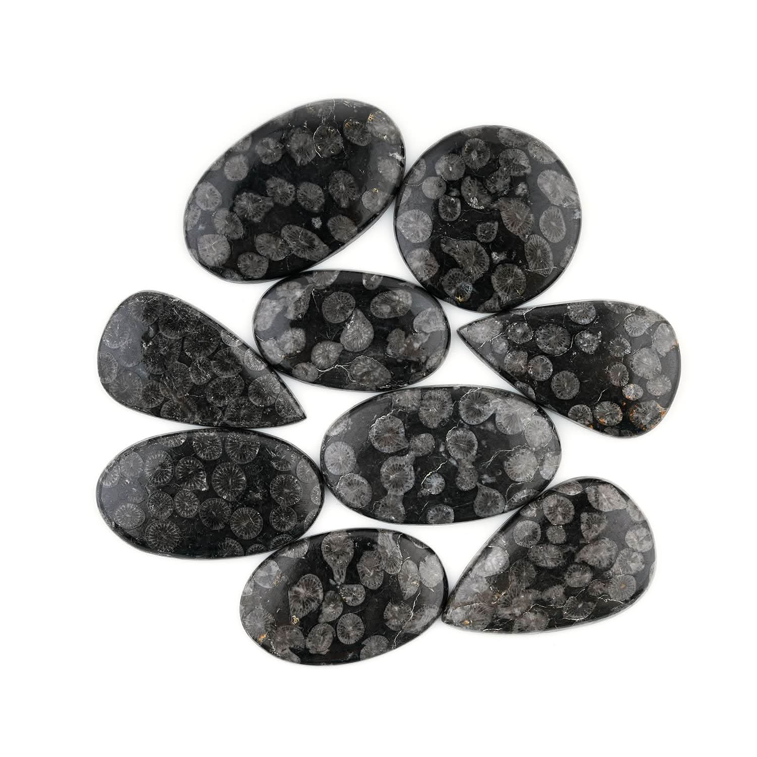 Black Fossil Coral Gemstones 
