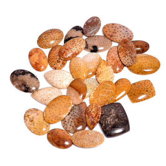 Palm wood jasper cabochon lot natural petrified palm wood loose gemstones
