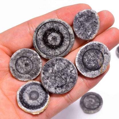 3 TO 4pcs Natural Horn Black Coral Round Slices Gemstone Wholesale Cabochons Lot, Jewelry Making Loose Gemstone, Polished Home Decor Specimen, DIY, Wire Wrapping, Healing Crystals