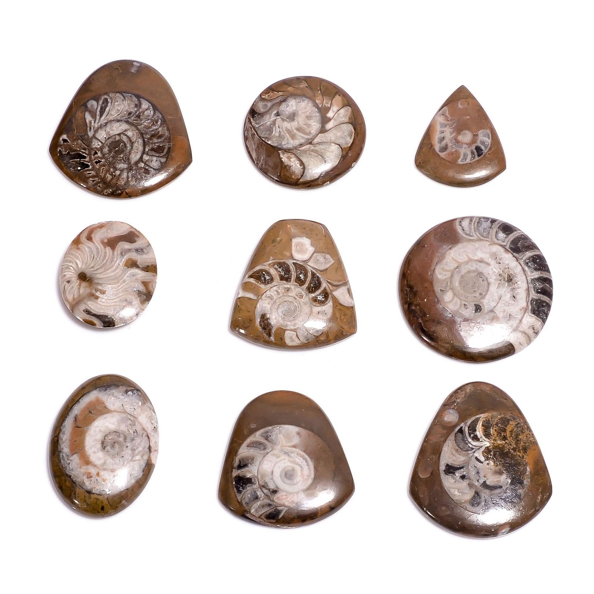 Buy natural ammonite brown gemstone 