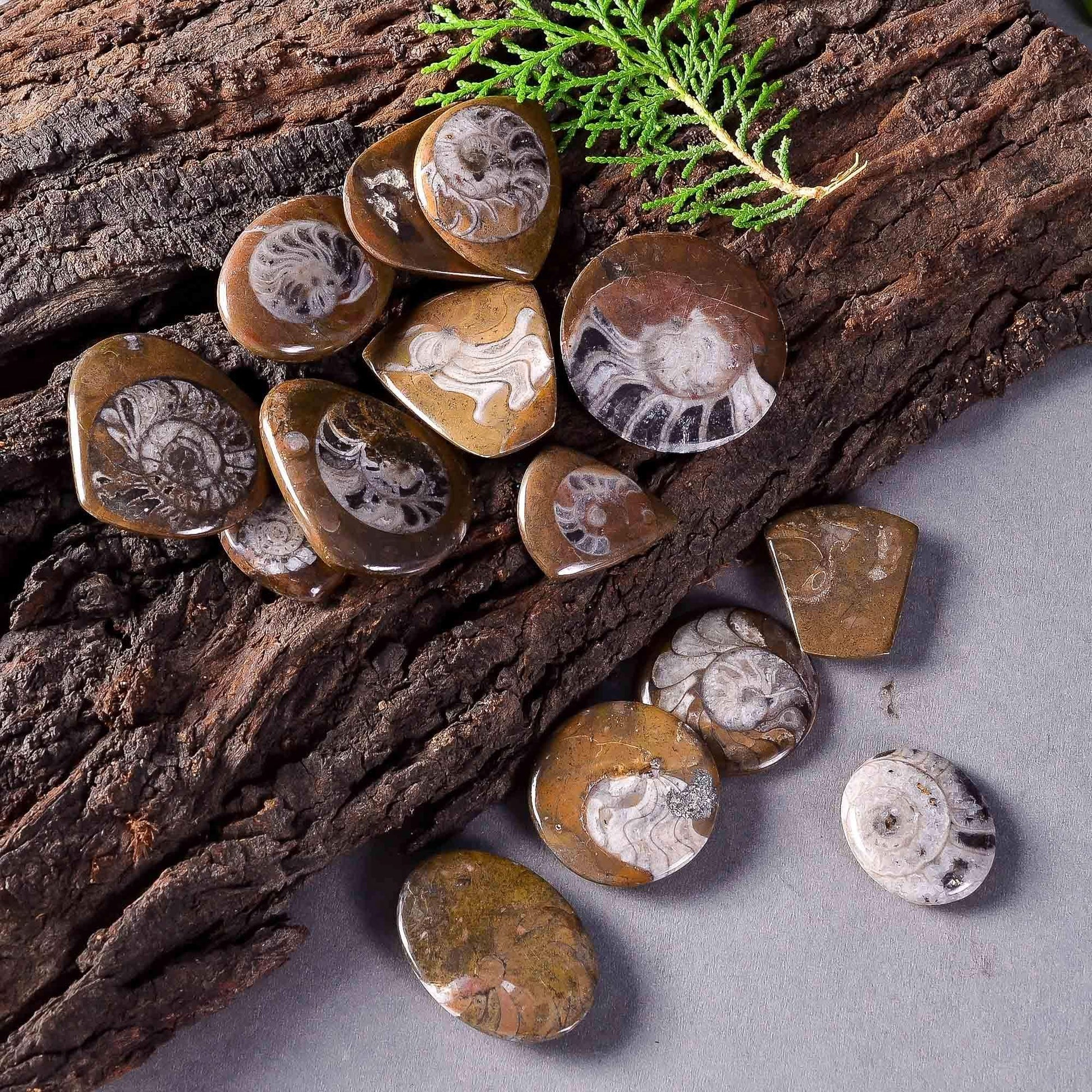 Natural ammonite brown gemstone cabochons 