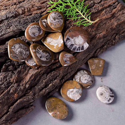 Natural ammonite brown gemstone cabochons 