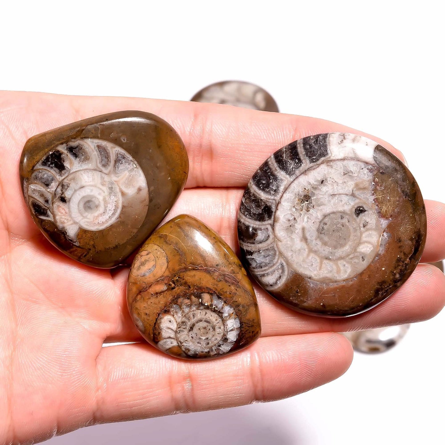 ammonite gemstone cabochons 