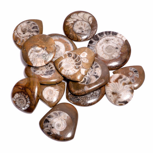 Natural ammonite brown gemstone 