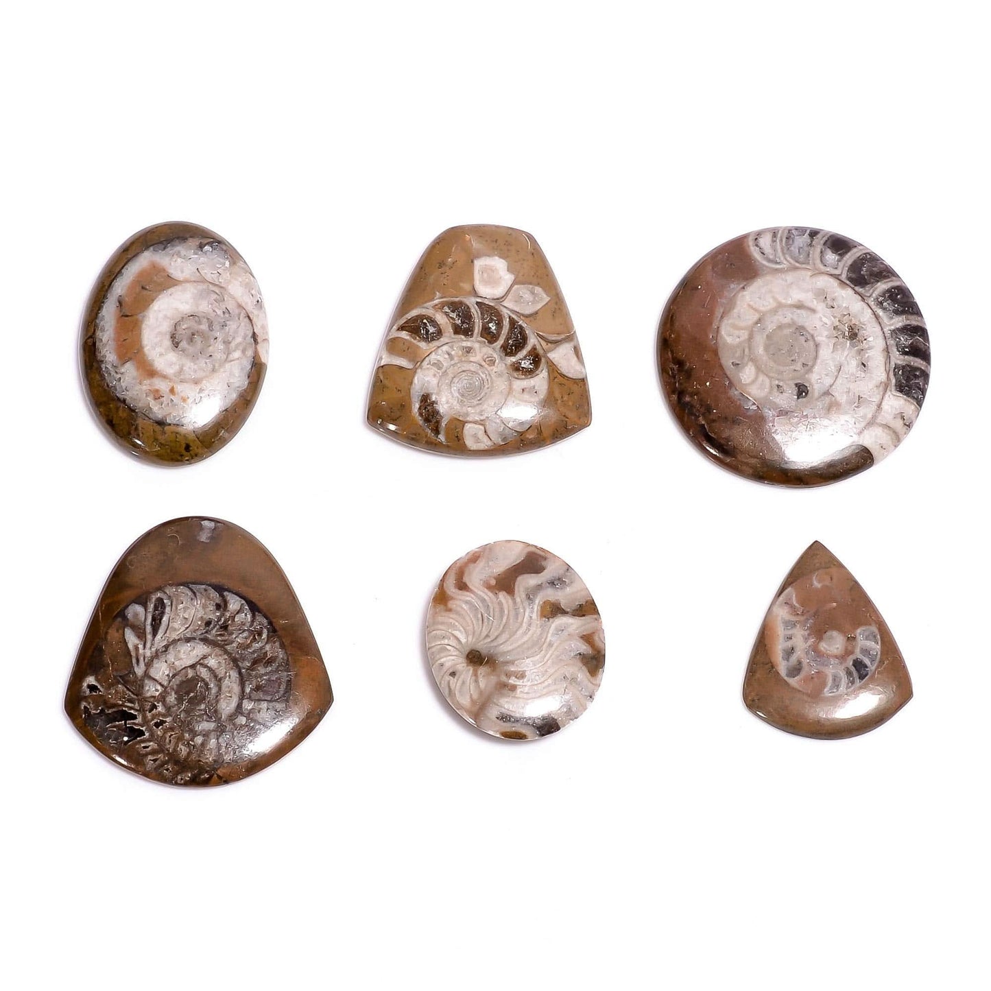 Wholesale natural ammonite brown gemstone cabochons bulk buy