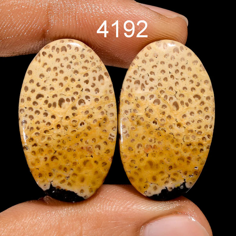 fossil coral cabochon pair natural pattern gemstone