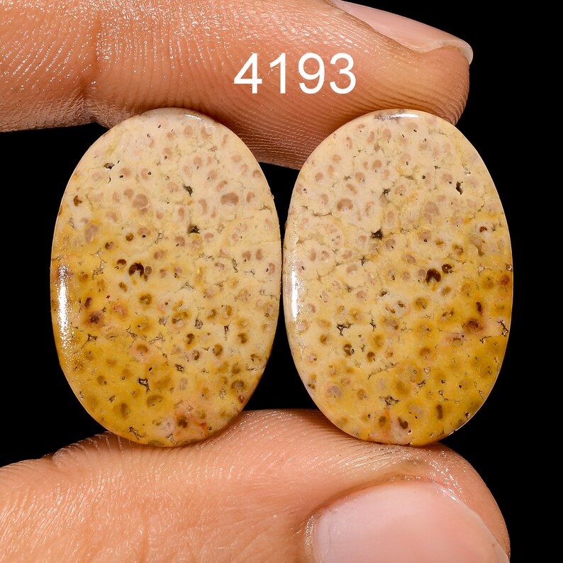 natural fossil coral stone polished cabochon
